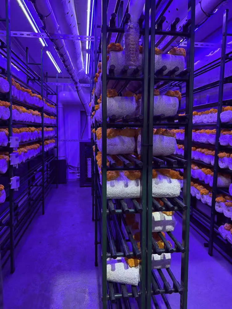 FRXH001A Mushroom Fruiting Rack - Image 4