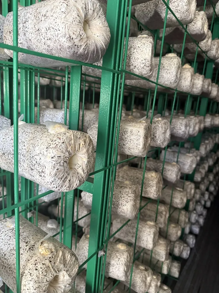 FRXH001A Mushroom Fruiting Rack - Image 5