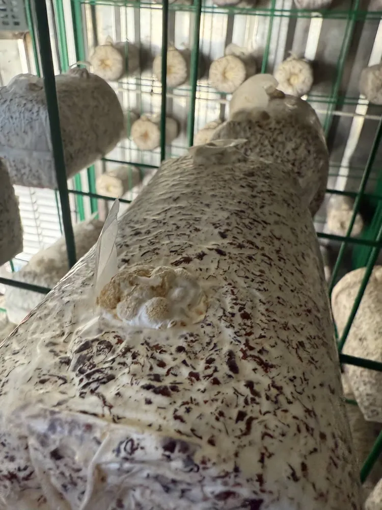 FRXH001A Mushroom Fruiting Rack - Image 6