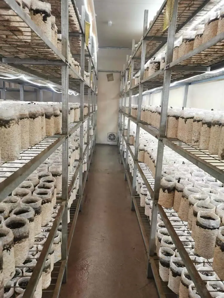 FRXH001A Mushroom Fruiting Rack - Image 7
