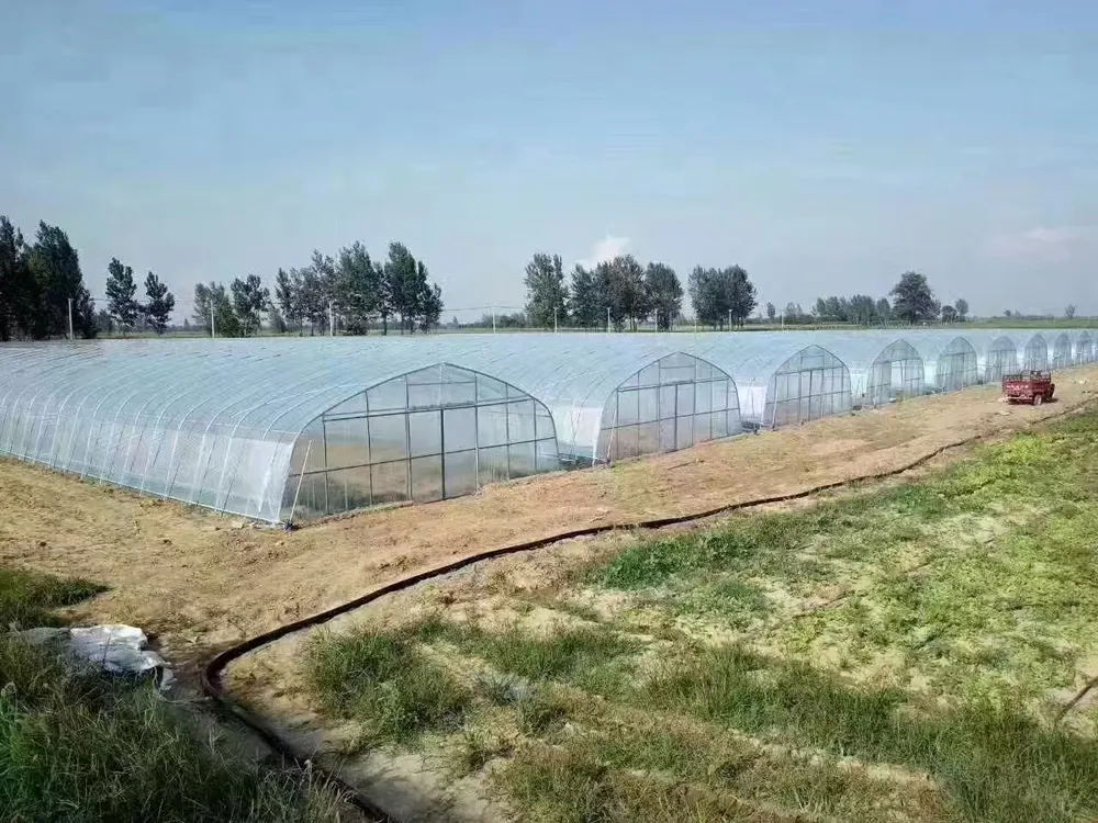 GHXH6A Greenhouse - Image 10