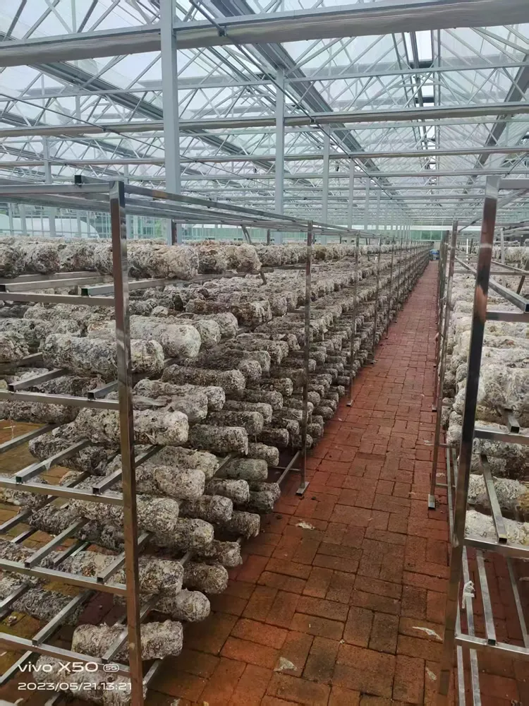 GHXH6A-Greenhouse