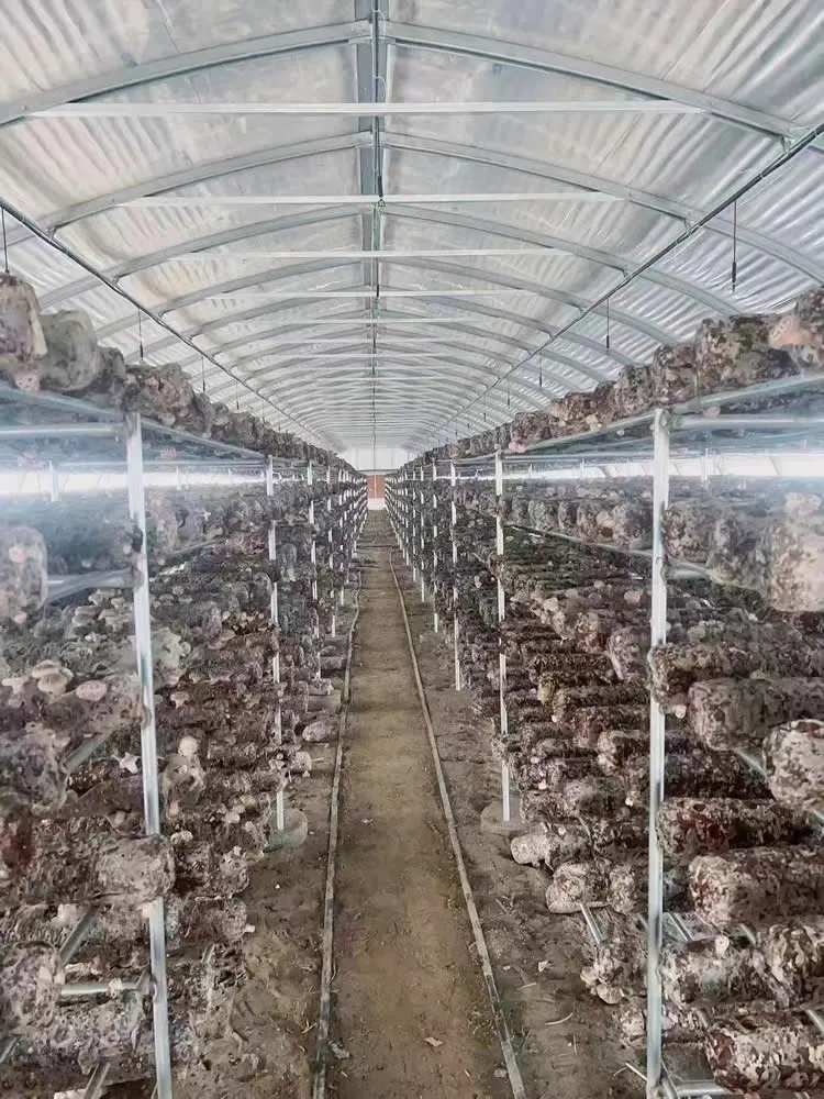 GHXH6A Greenhouse - Image 5