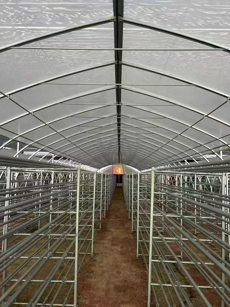 GHXH6A Greenhouse - Image 6