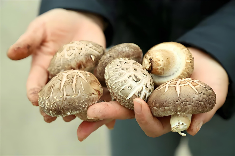 Harvesting Shiitake Mushrooms 1