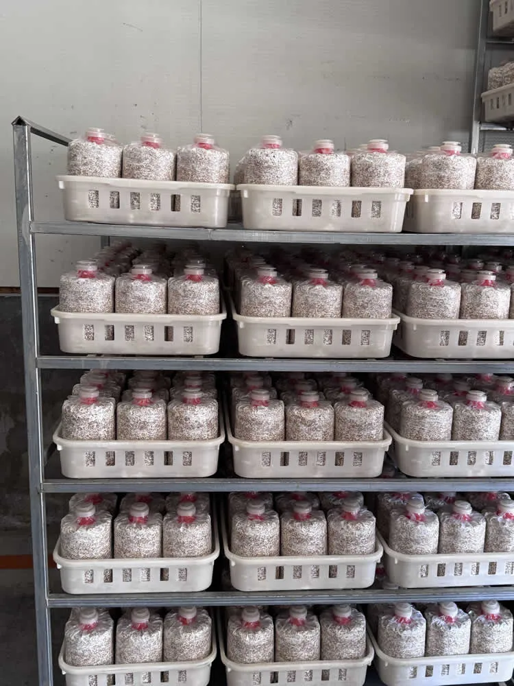IRXH001A Mushroom Incubation Rack - Image 5