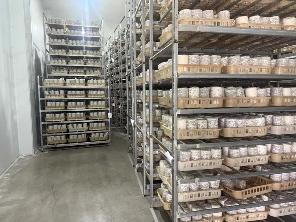 IRXH001A-Mushroom-Incubation-Rack