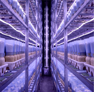 Automated bottle-style enoki mushroom cultivation racks under LED growth lighting in smart factory facility