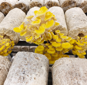 Commercial Golden Oyster Mushroom Bag Cultivation