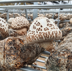 Real commercial shiitake mushroom logs on metal cultivation racks in a modernized greenhouse