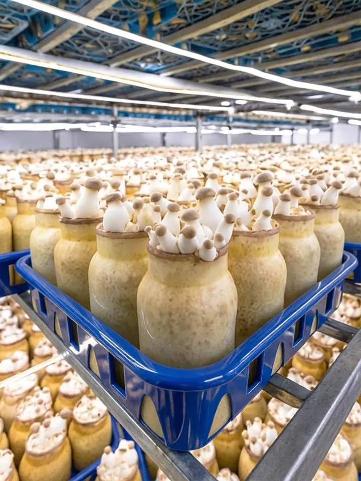 xinhai-industrial-bottle-mushroom-cultivation-line